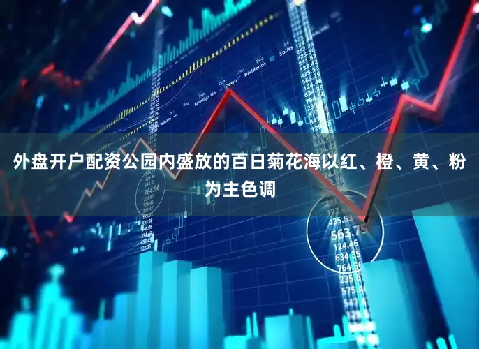外盘开户配资公园内盛放的百日菊花海以红、橙、黄、粉为主色调